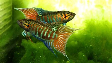 community fish|The 22 Best Cold Water Fish (OK Without an Aquarium Heater).